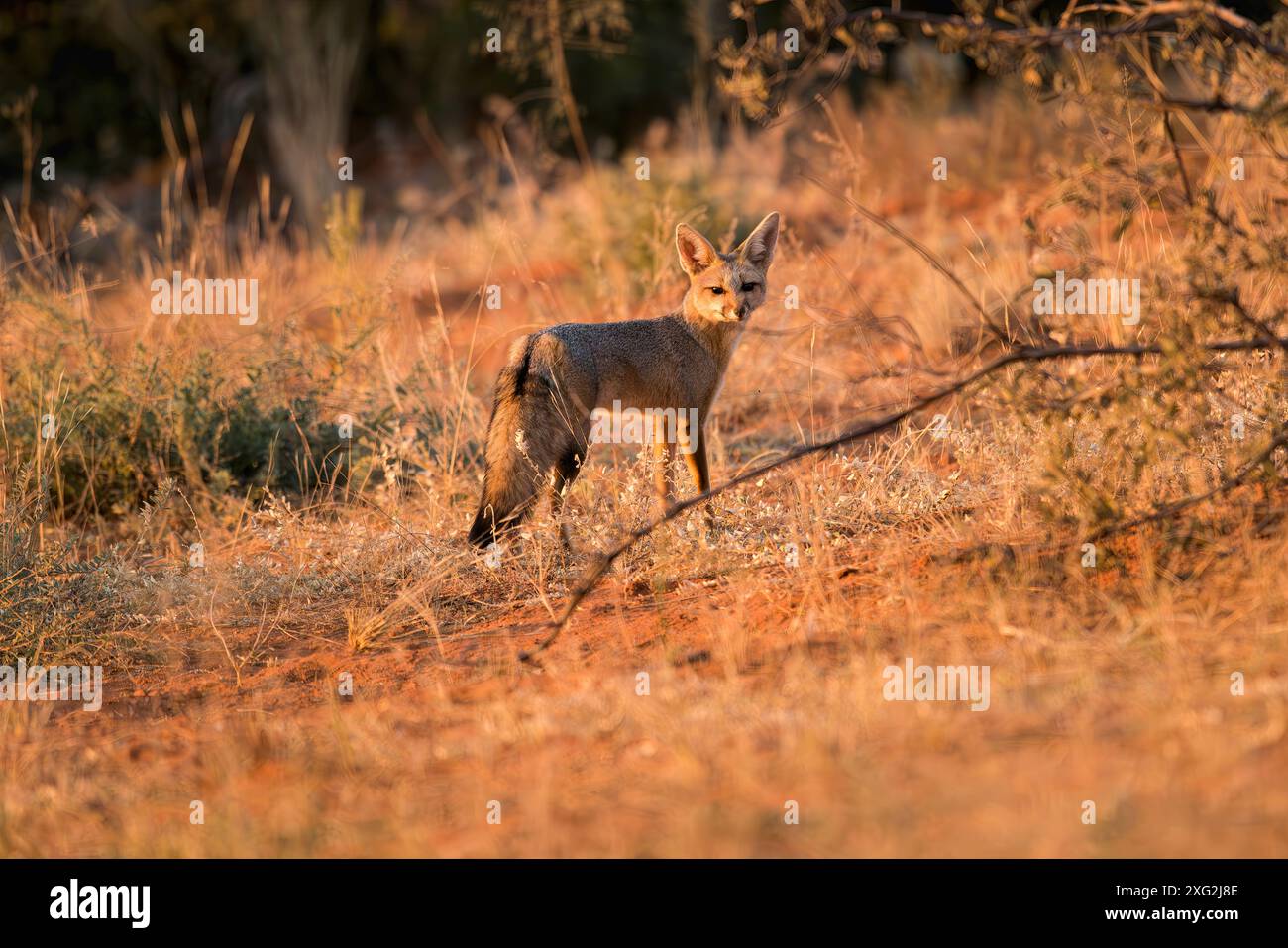 Cape Fox. In der späten Abendsonne in der Kalahari. Stockfoto