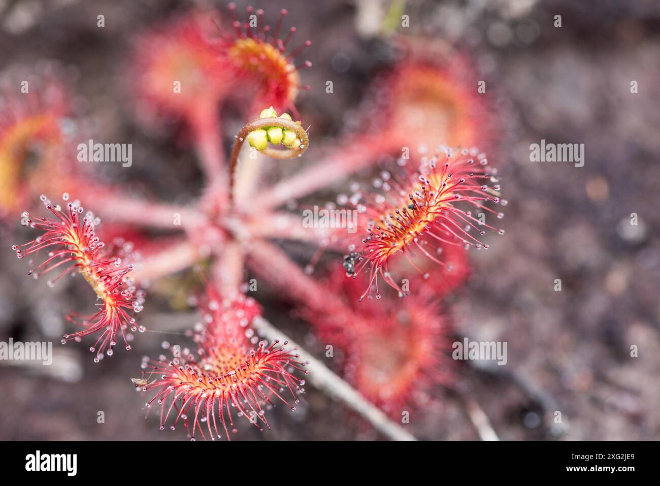 Rundblättriger Sonnentau (Drosera rotundifolia) auf Chobham Common, Surrey Stockfoto