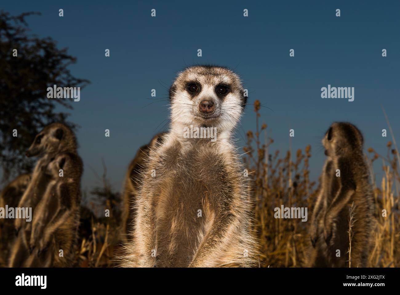 Erdmännchen beobachtet Fotografen in der Kalahari. Stockfoto