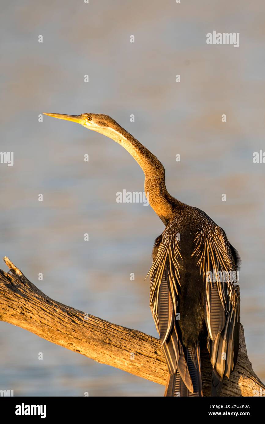 Orientalische Darter Stockfoto