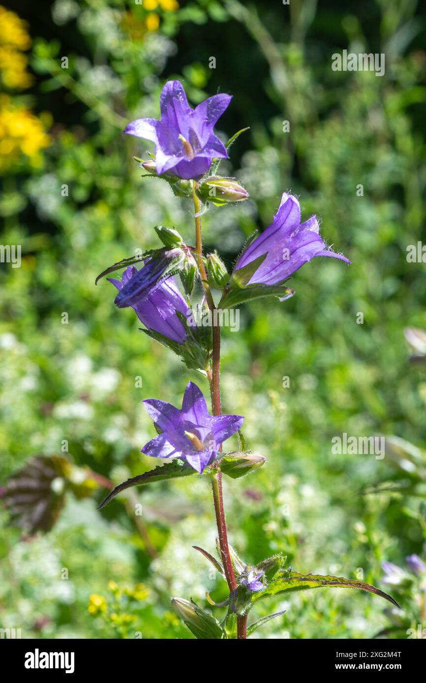 Brennnesselblättrige Glockenblume (Campanula trachelium), die im Waldgebiet in England, Großbritannien wächst, hohe Wildblume mit malvenfarbenen Blüten im Juli oder Sommer Stockfoto
