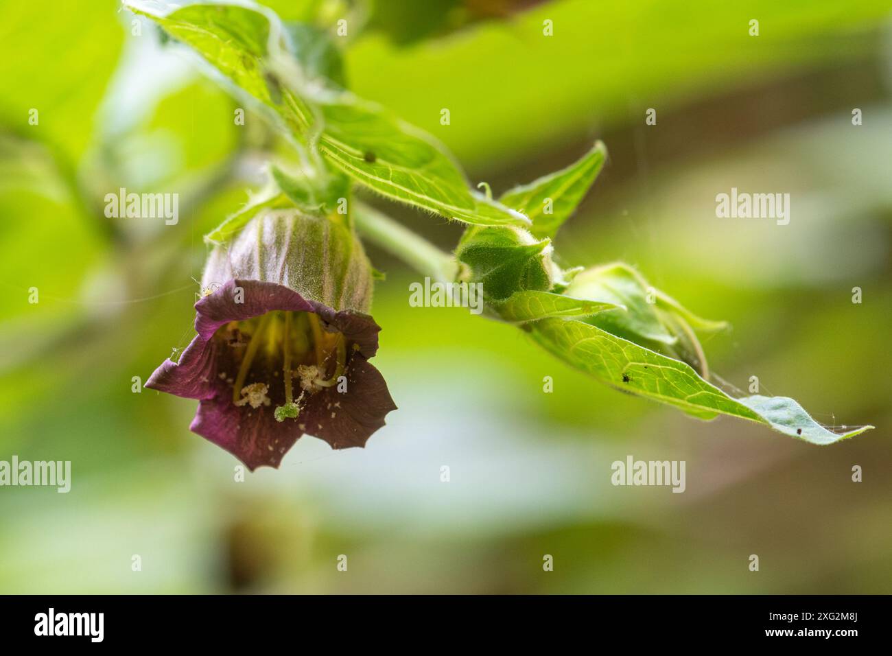 Tödlicher Nachtschatten (Atropa belladonna) Nahaufnahme einer violetten glockenförmigen Blüte auf der giftigen oder giftigen Pflanze, England, Großbritannien Stockfoto