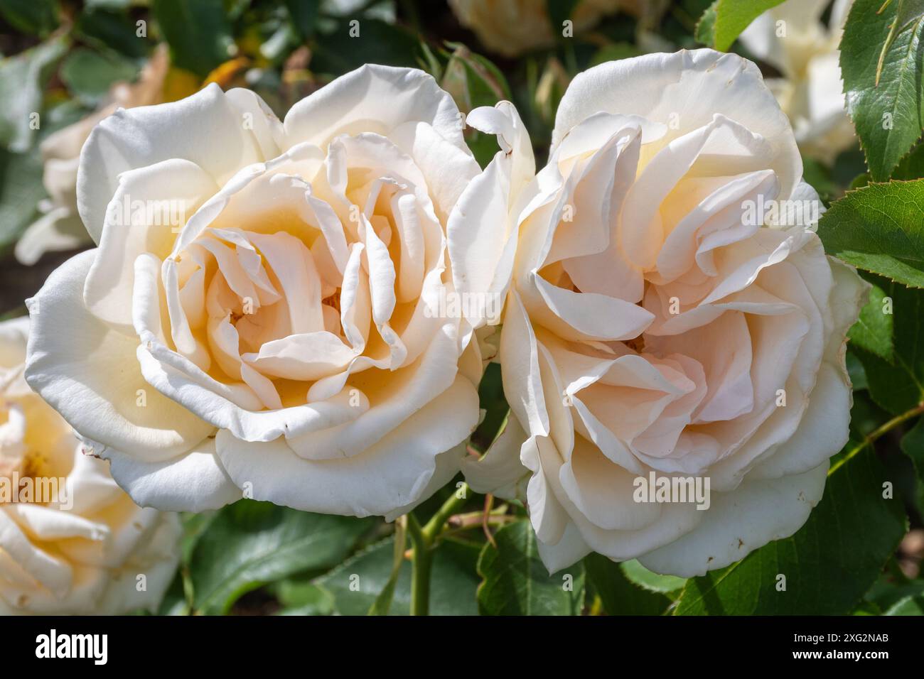 Rosa Champagne Celebration „Frylimbo“, Rosenstrauch mit doppelter Creme blüht im Sommer oder Juli, England, Großbritannien Stockfoto