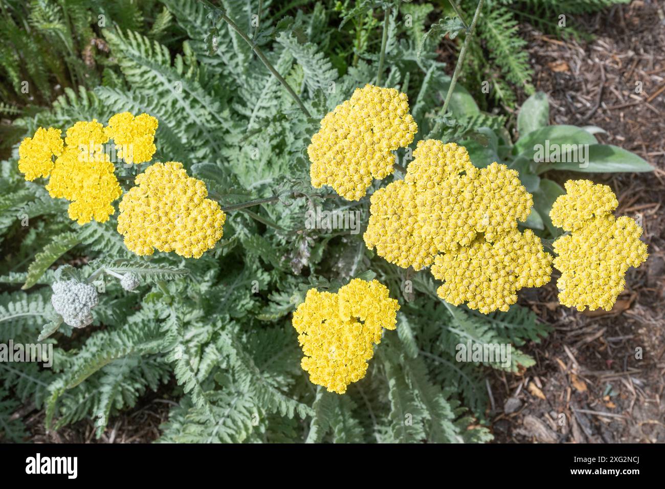 Achillea „Moonshine“ Schafgarbe in Blüte, blühende Pflanze mit gelben Blüten, England, Großbritannien, im Sommer Stockfoto