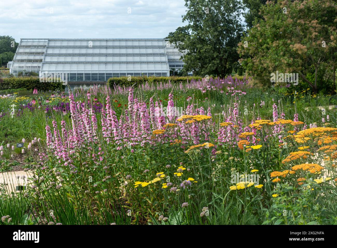 Sommerblumenränder mit farbenfrohen Blumen und Blick auf das Gewächshaus im RHS Wisley Garden, Surrey, England, Großbritannien Stockfoto