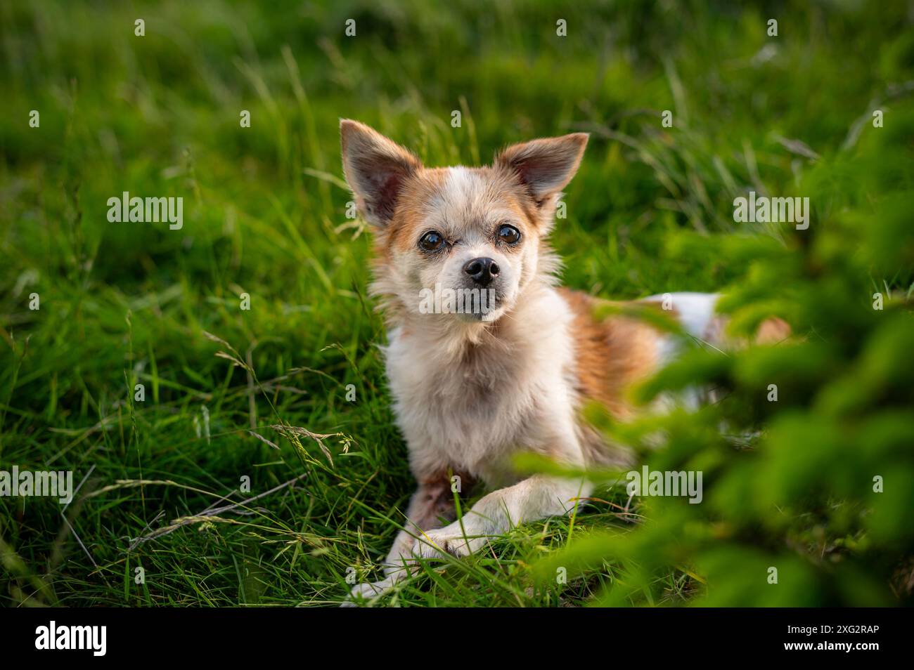 Kleiner alter halber Hund sitzt im Gras Stockfoto