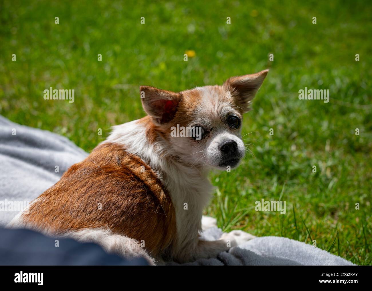 Kleiner alter halber Hund sitzt im Gras Stockfoto