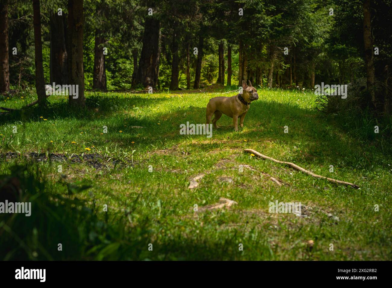 französische Bulldogge auf der Suche in einem Kiefernwald Stockfoto
