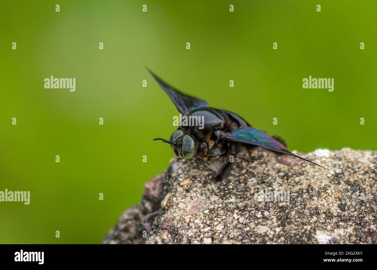 Hymenoptera, breiter Schreinerbiene Stockfoto