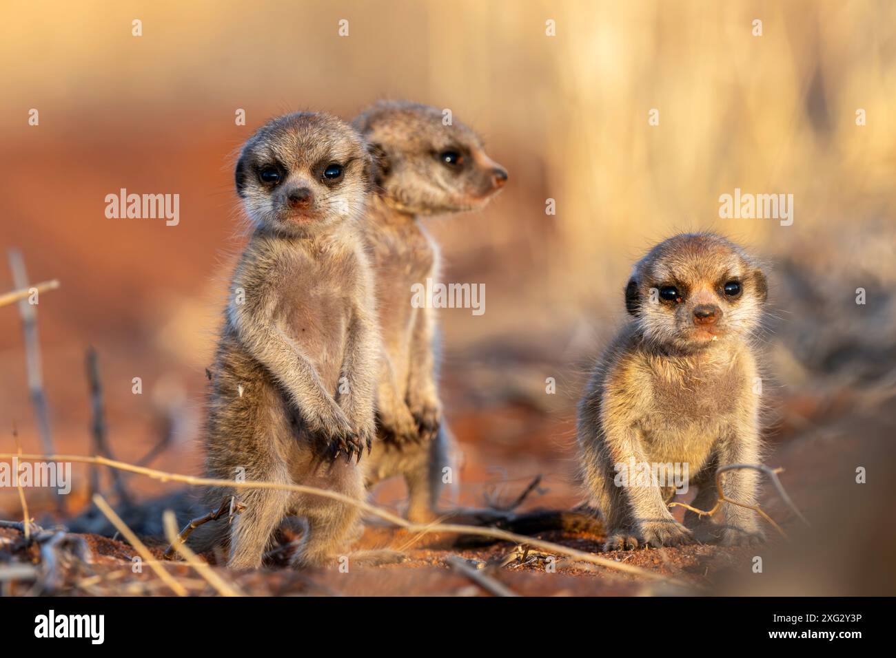 Erdmännchen in der frühen Morgensonne in der Kalahari Stockfoto