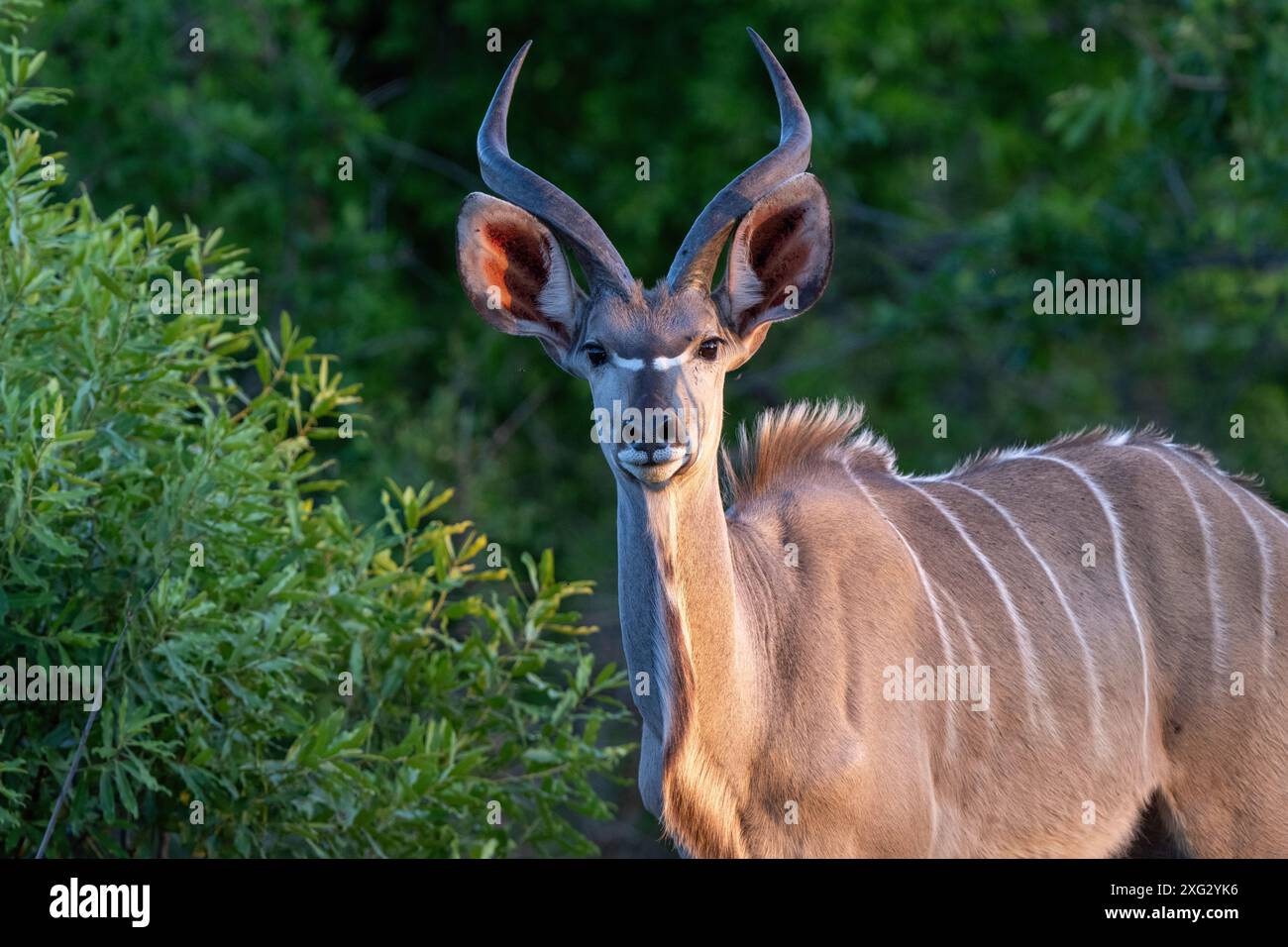 Nyala. Stockfoto