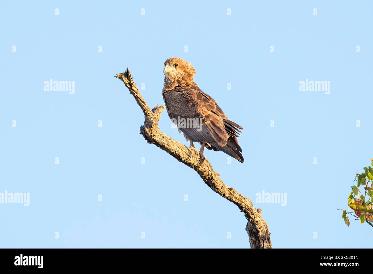 Afrikanischer Harrier-Hawk. Stockfoto