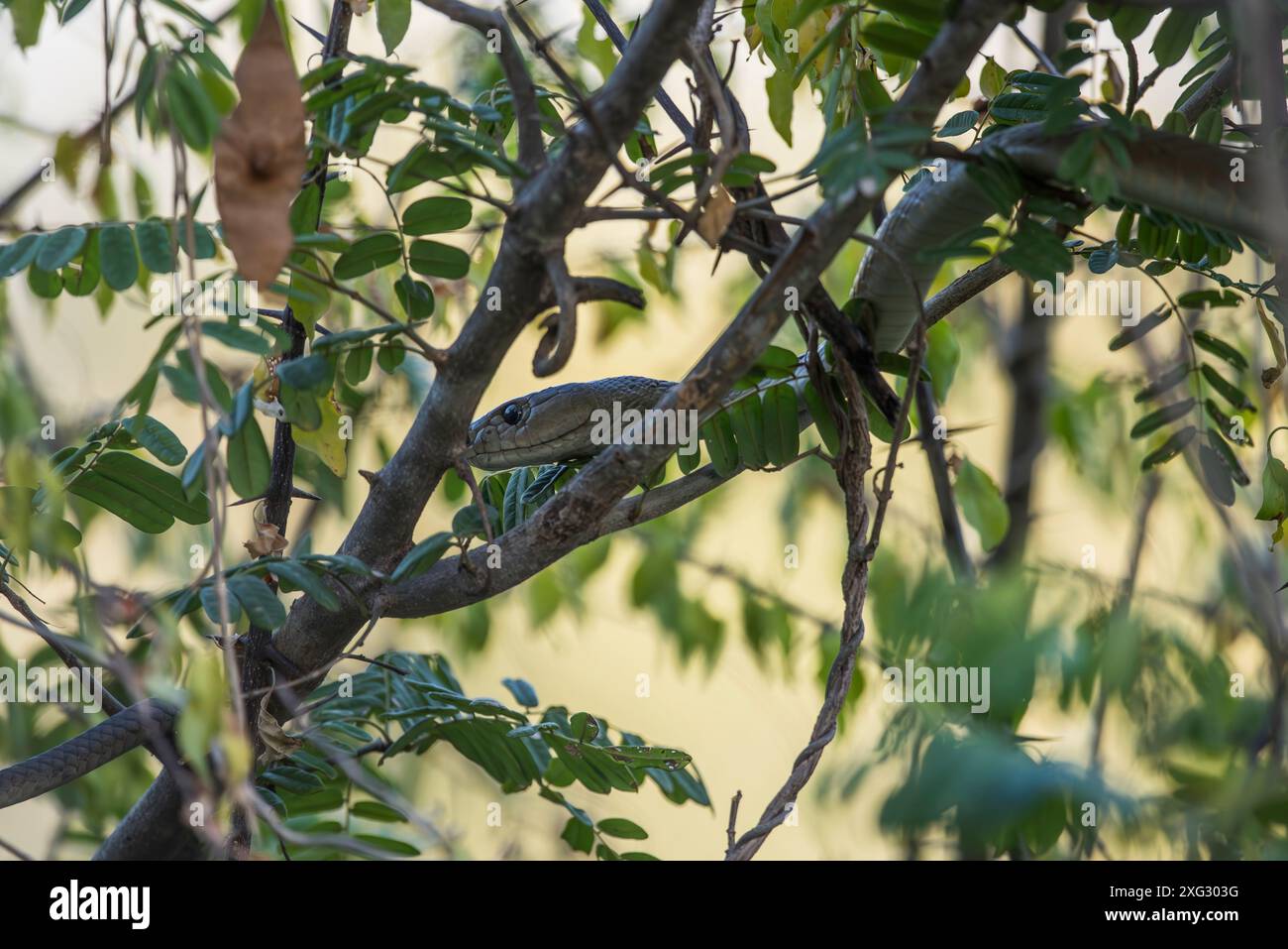 Schwarze Mamba im Busch Simbabwe. Stockfoto