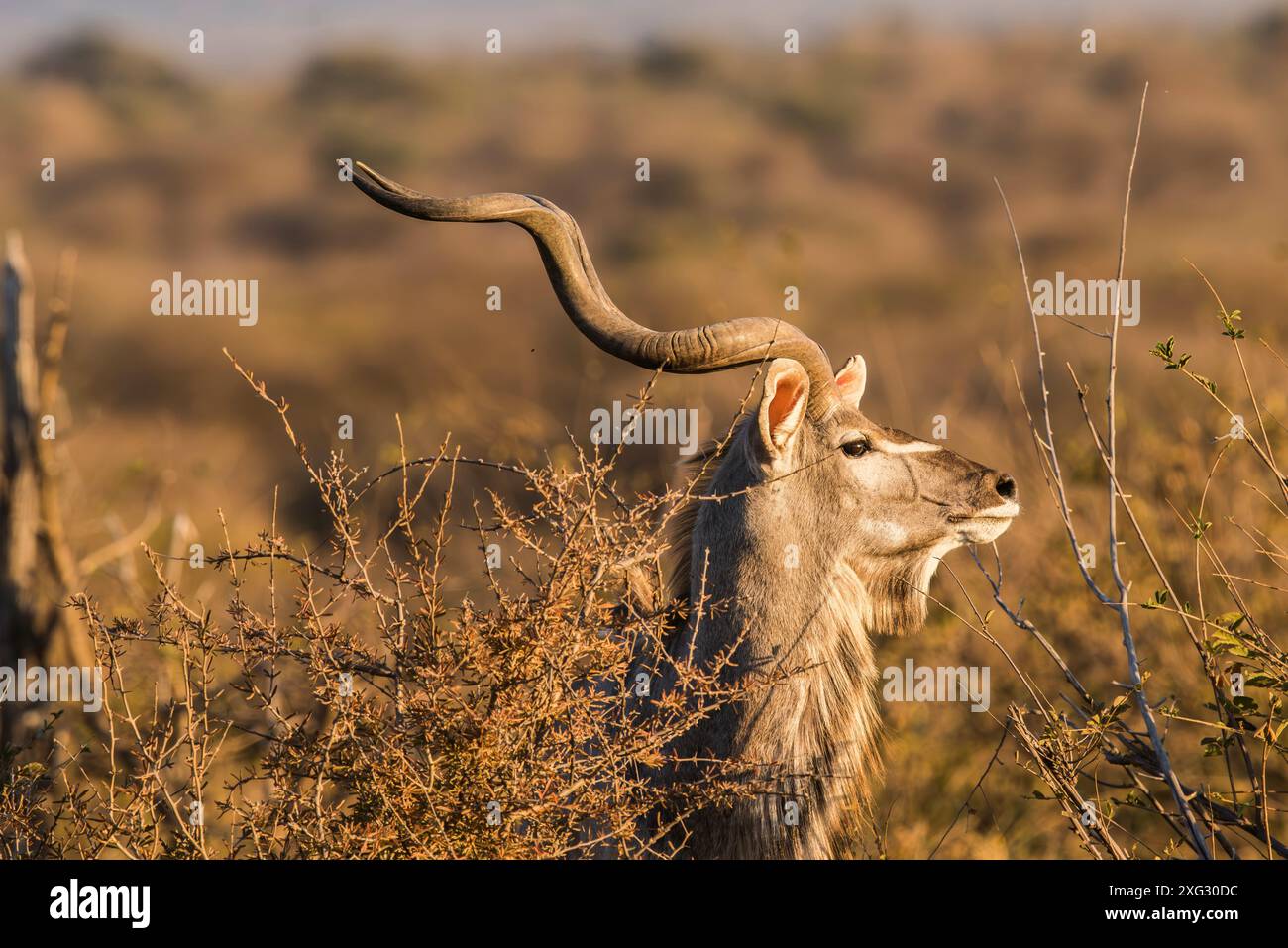 Kudu. Stockfoto