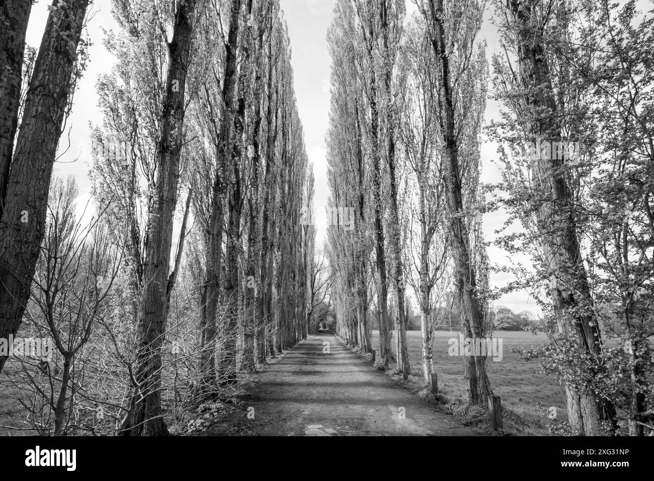 Eine Allee mit hohen Lombardei-Pappeln im Fletcher Moss in Didsbury, Greater Manchester. Stockfoto