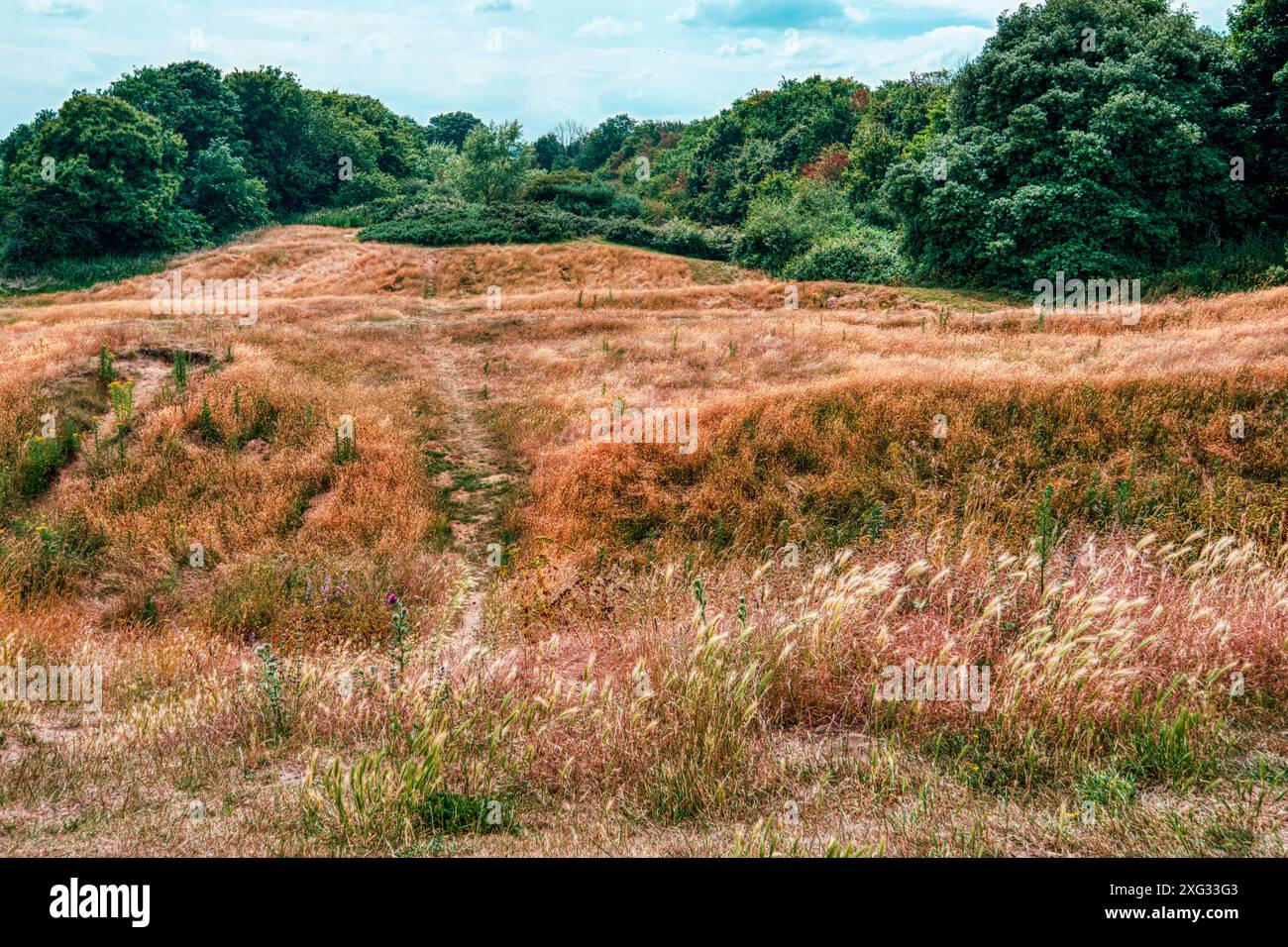 Wilde Blumen und Wiesenpflanzen bedecken die Überreste der äußeren Mauern von Orford Castle bei Orford Ness in Suffolk, England, Großbritannien. Stockfoto