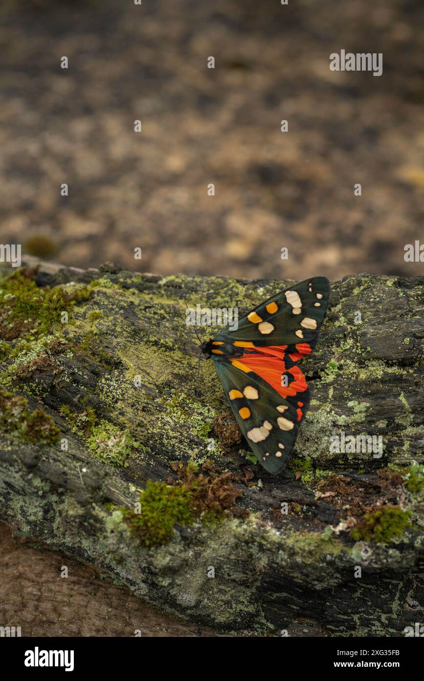 Scharlach-Tigermotte, Callimorpha dominula, mitten im Sommer, ruht in einem Garten in buckinghamshire. Stockfoto