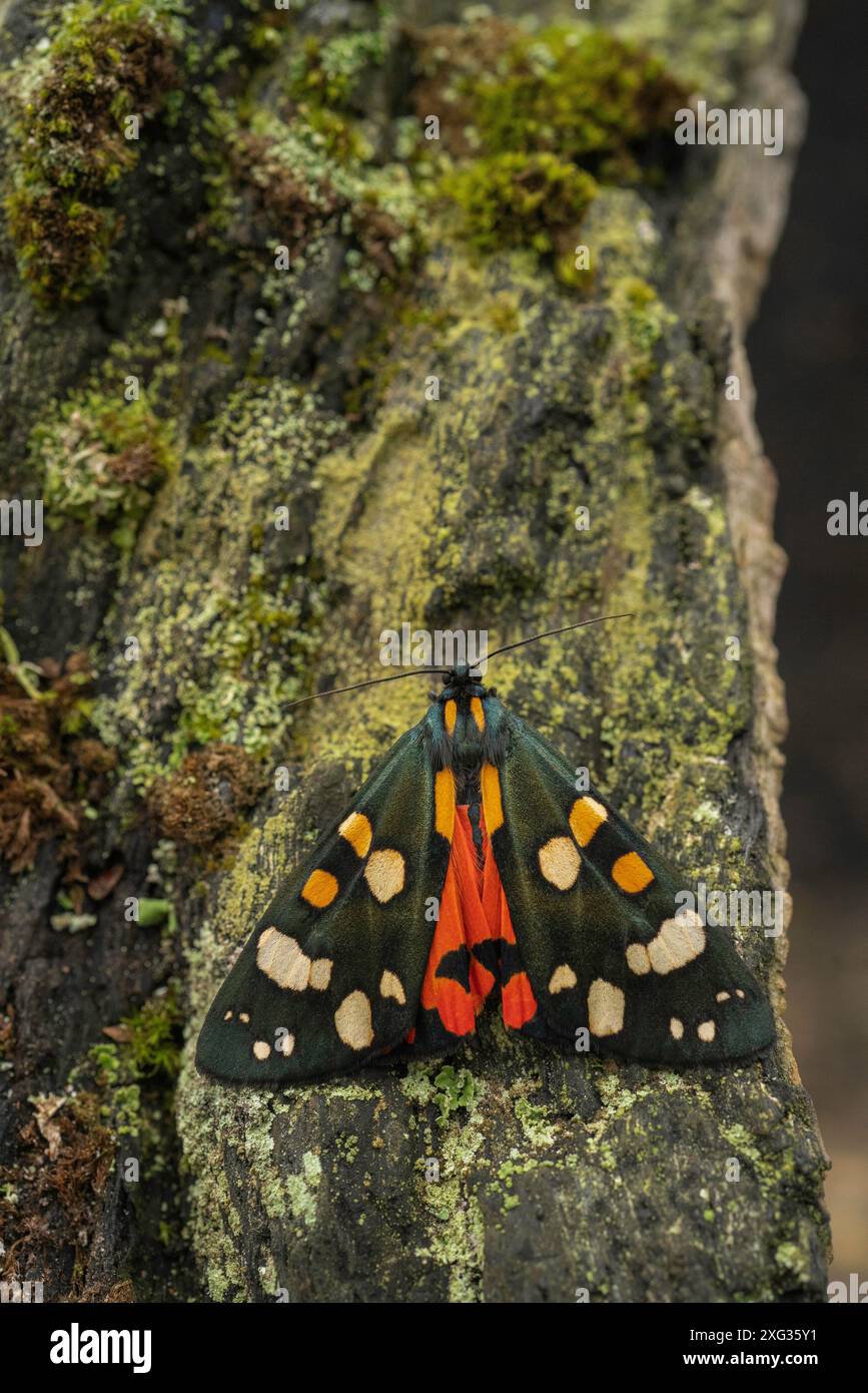 Scharlach-Tigermotte, Callimorpha dominula, mitten im Sommer, ruht in einem Garten in buckinghamshire. Stockfoto