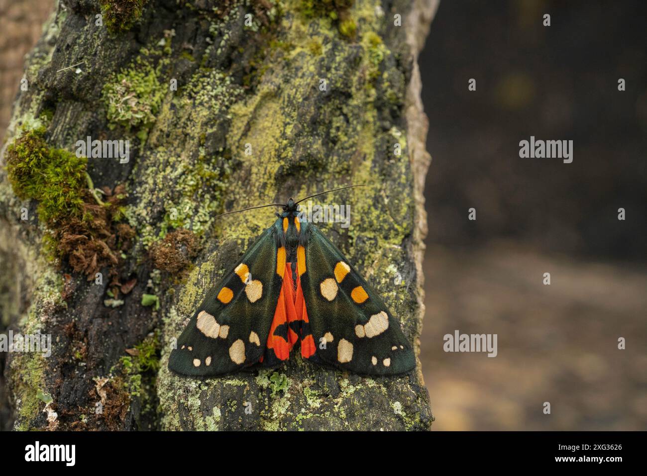 Scharlach-Tigermotte, Callimorpha dominula, mitten im Sommer, ruht in einem Garten in buckinghamshire. Stockfoto