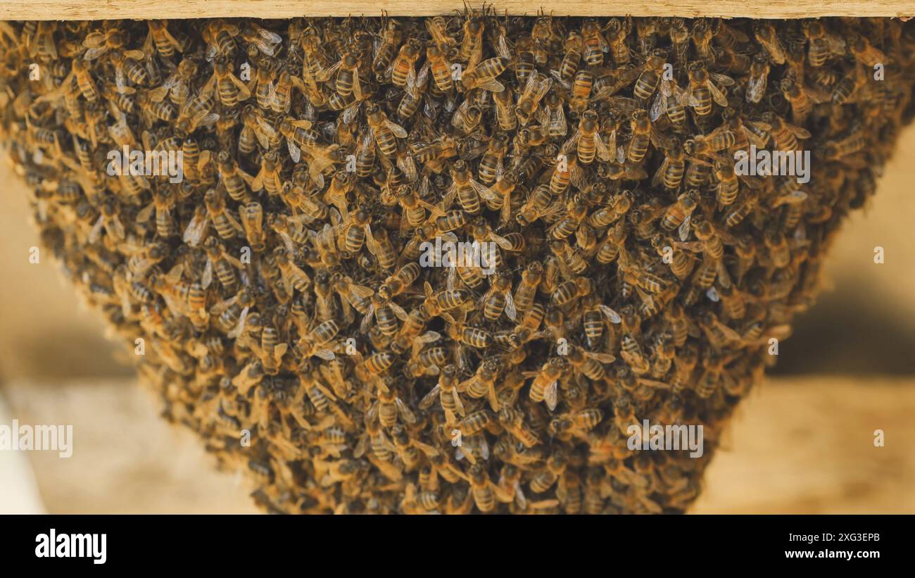Ein Bienenstock hat sich an der Scheune befestigt. Stockfoto