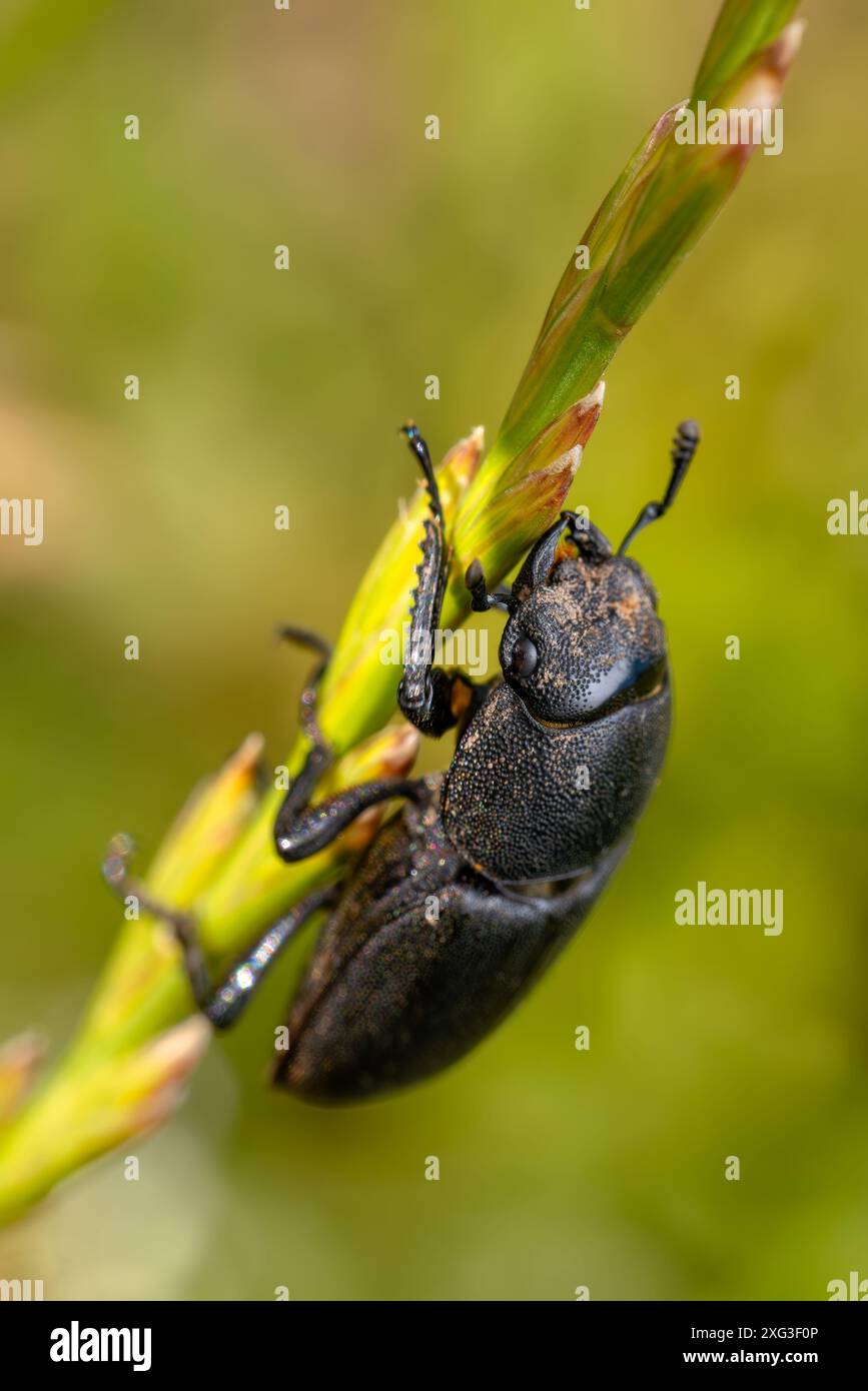 Kleiner Hirschkäfer - Dorcus parallelipipipedus, schöner kleiner Schwarzkäfer aus europäischen Wäldern und Wäldern, Zlin, Tschechien. Stockfoto