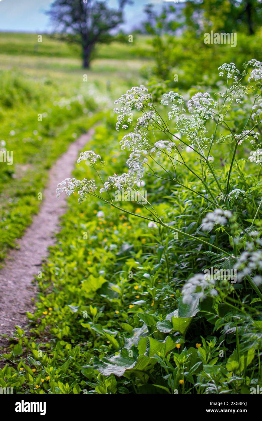 Schuss von weißen kleinen Wildblumen in der Nähe einer Landstraße, Kuh Petersilie, Sägeweed. Stockfoto