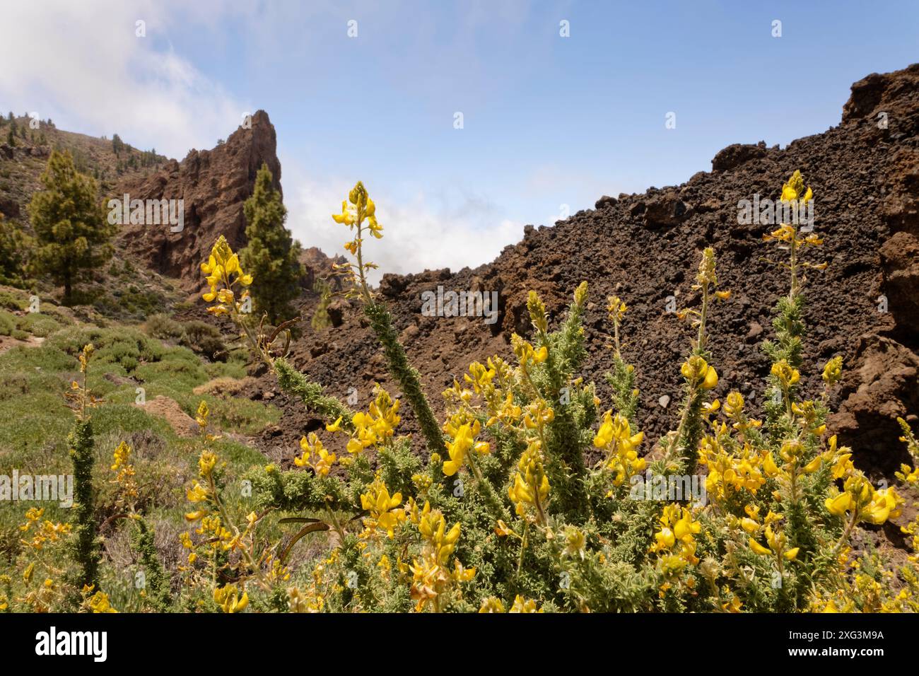 Teide Sticky Ginster (Adenocarpus viscosus) Sträucher blühen unter Montana del Cedro, Teide Nationalpark, Teneriffa, Mai. Stockfoto