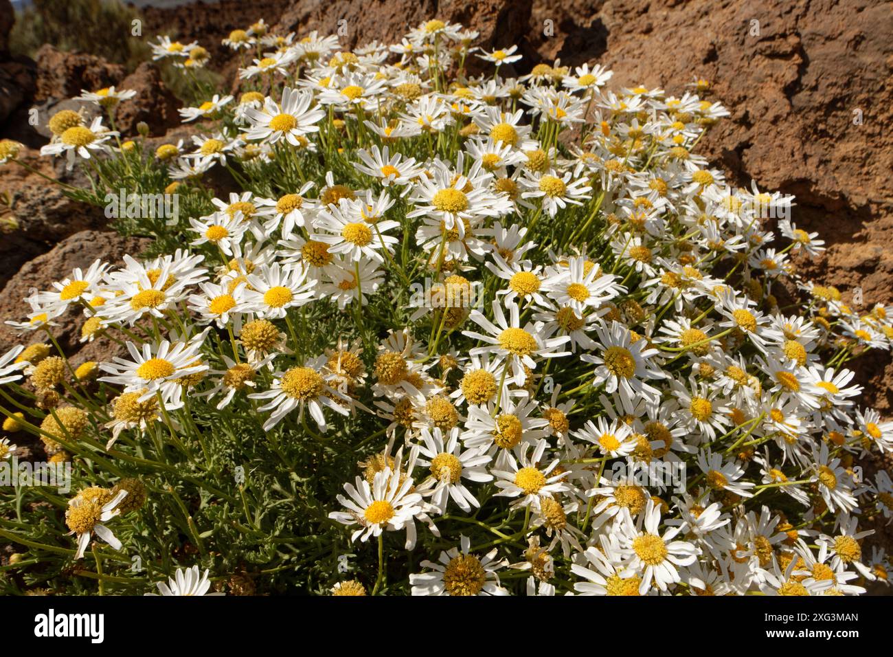 Teide marguerite / Teneriffa Gänseblümchen (Argyranthemum teneriffae) blüht im Teide Nationalpark, Teneriffa, Mai. Stockfoto