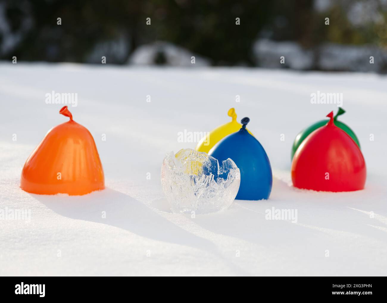 Das Wasser ablassen und den restlichen Ballon ablösen. Eisvasen mit Latexballons und Wasser an frostigen Wintertagen. Kinderbasteln mit Spaß Stockfoto