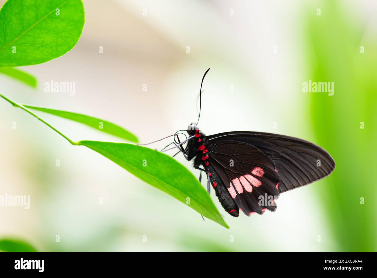 Parides eurimedes Schmetterling, der auf einem grünen Blatt sitzt, Myloten-Katzenherz-Insekt, wahres Katzenherz Stockfoto