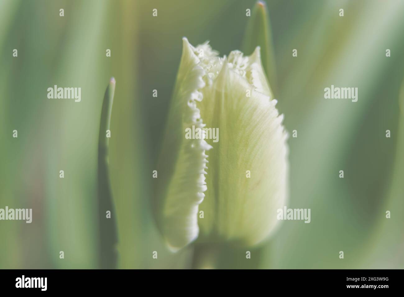 Naturhintergründe sanfte Farben und verwischte Blumen Weiße Tulpenblüten verschwimmen aus nächster Nähe Stockfoto