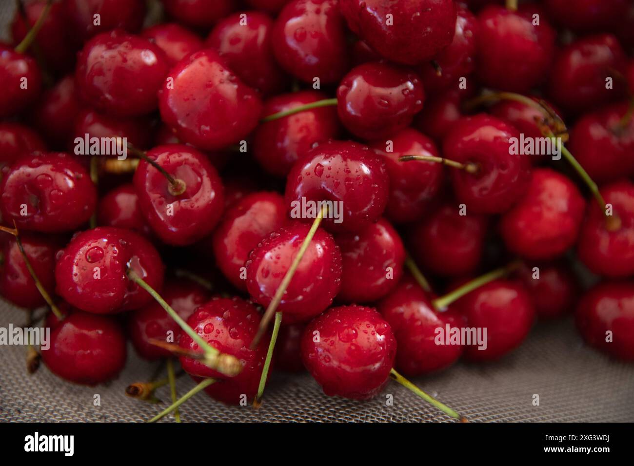 Gesundes frisches Obst in der Sommersaison frisch gewaschene Kirschen mit Wassertropfen aus nächster Nähe Stockfoto