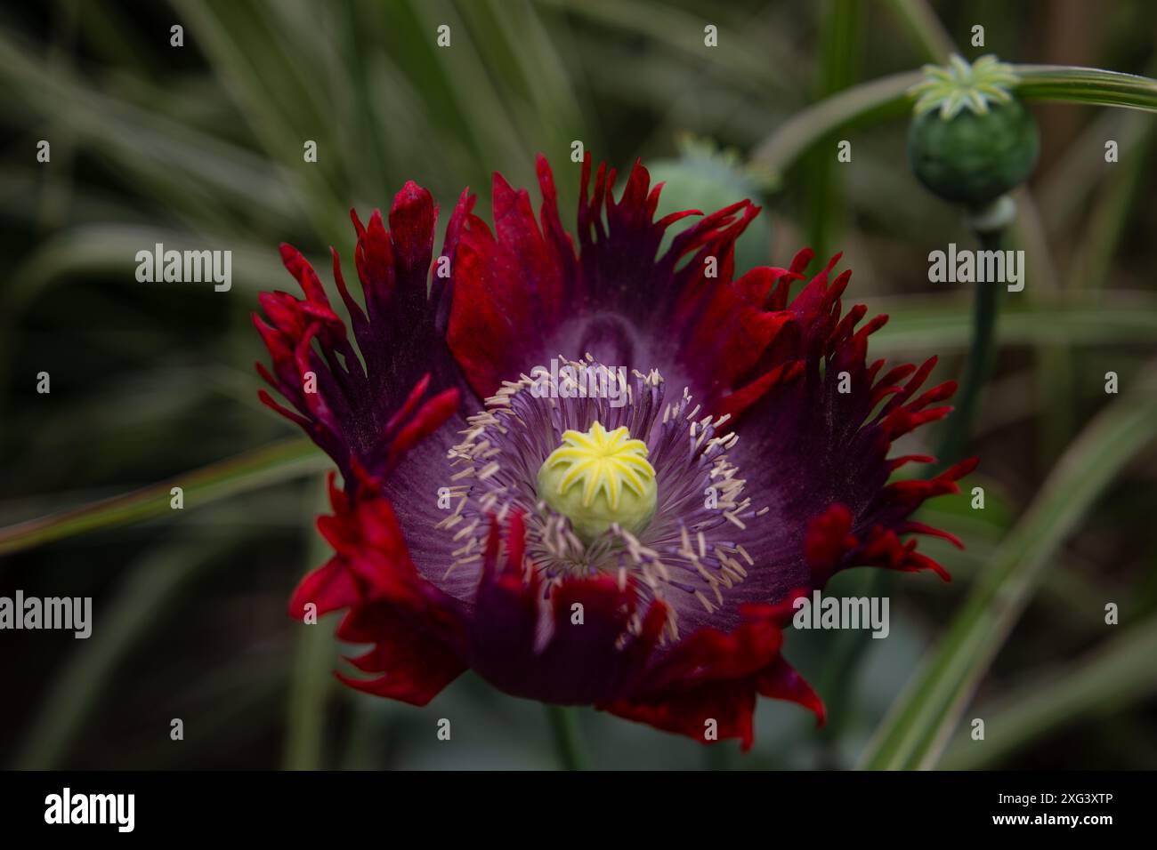 Leuchtend rote Mohnblume mit dunkelvioletter Mitte und gelben Staubblättern gegen grünes Laub Stockfoto