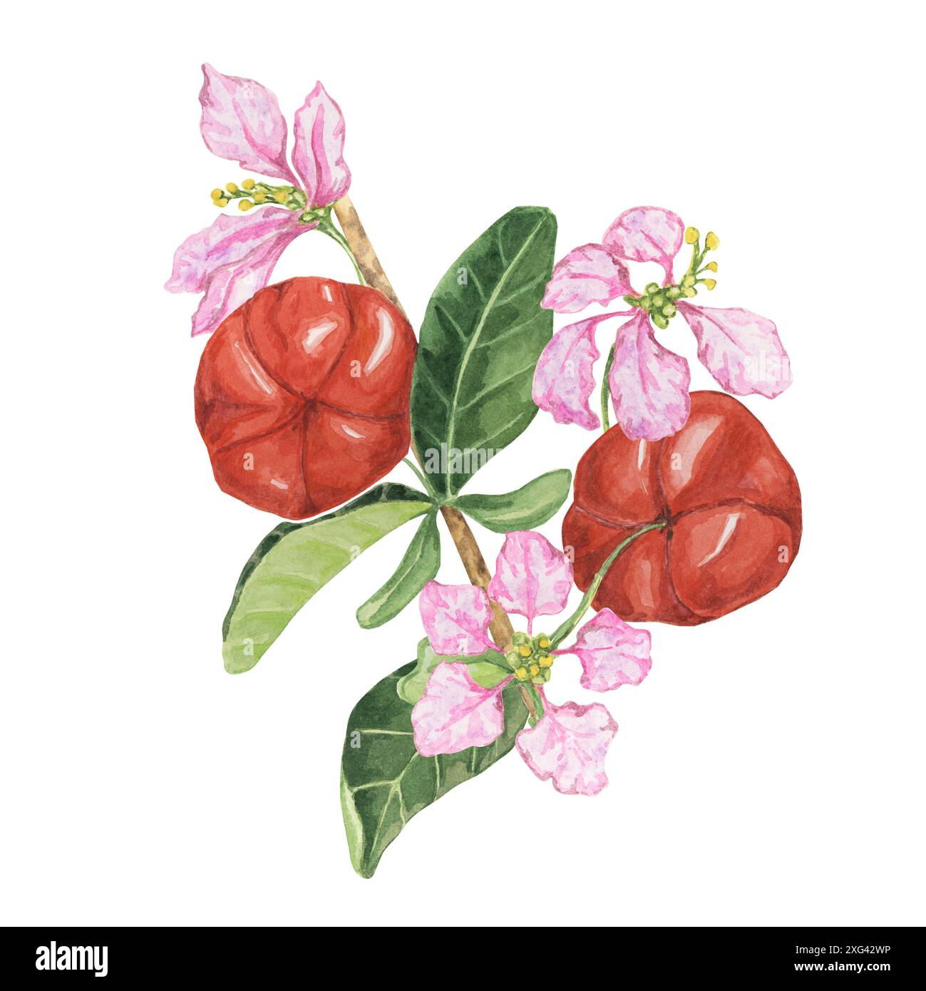 Blühender Acerolazweig mit leuchtenden roten Kirschen und zarten rosa Blüten. Handgezeichnetes Obstclipart mit Aquarell für romantische Designs, botanische Kunst und umweltfreundliche Verpackungen, Etiketten Stockfoto