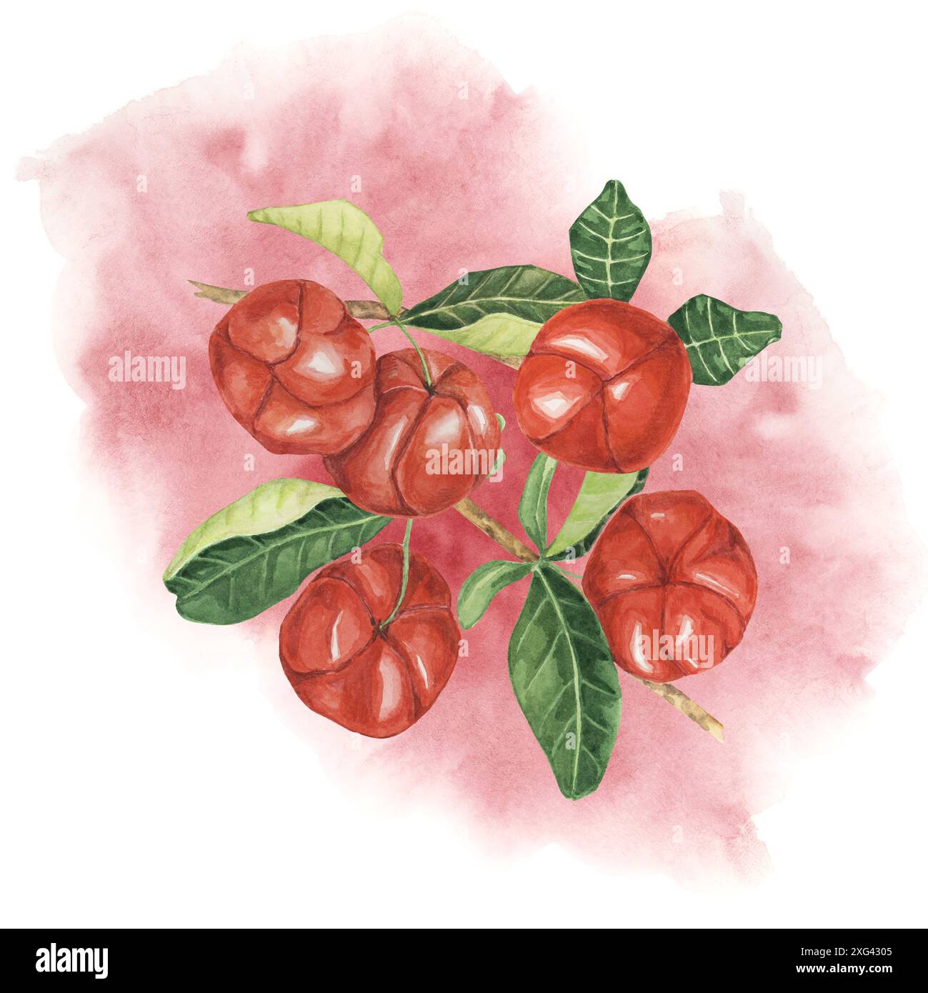 Acerola Beeren Zweig auf Aquarellspritzer Hintergrund, rote Barbados Kirschfrucht Bündel. Handgemaltes Clipart, geeignet für botanische Illustrationen, Lehrmaterialien und naturinspirierte Designs Stockfoto
