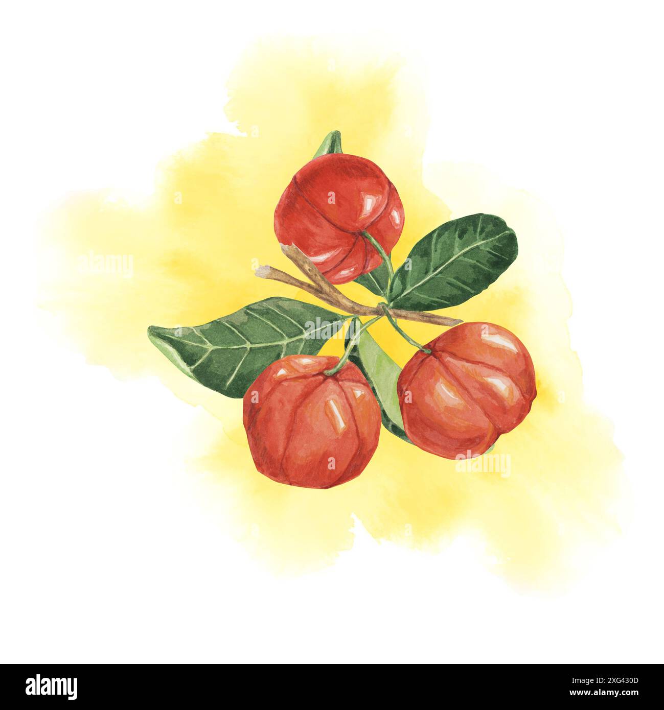 Acerola Beeren Zweig auf Aquarellspritzer Hintergrund, rote Barbados Kirschfrucht Bündel. Handbemaltes Clipart, geeignet für Lebensmittelblogs, Gartenwebseiten und Gesundheitsmagazine Stockfoto