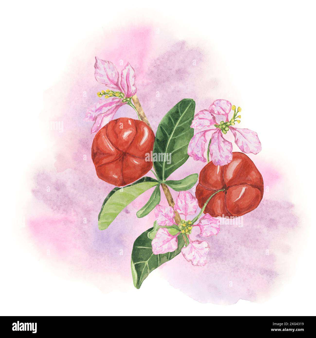 Acerola-Beeren mit Blumen auf Aquarellspritzhintergrund, roter Barbados-Kirschzweig. Handgemalte Superfood Clipart geeignet für Lebensmittelverpackungen, Gesundheitsbroschüren und Rezept-Websites Stockfoto