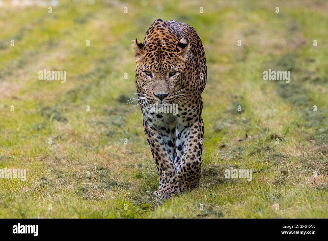 Sri Lanka leopard Stockfoto