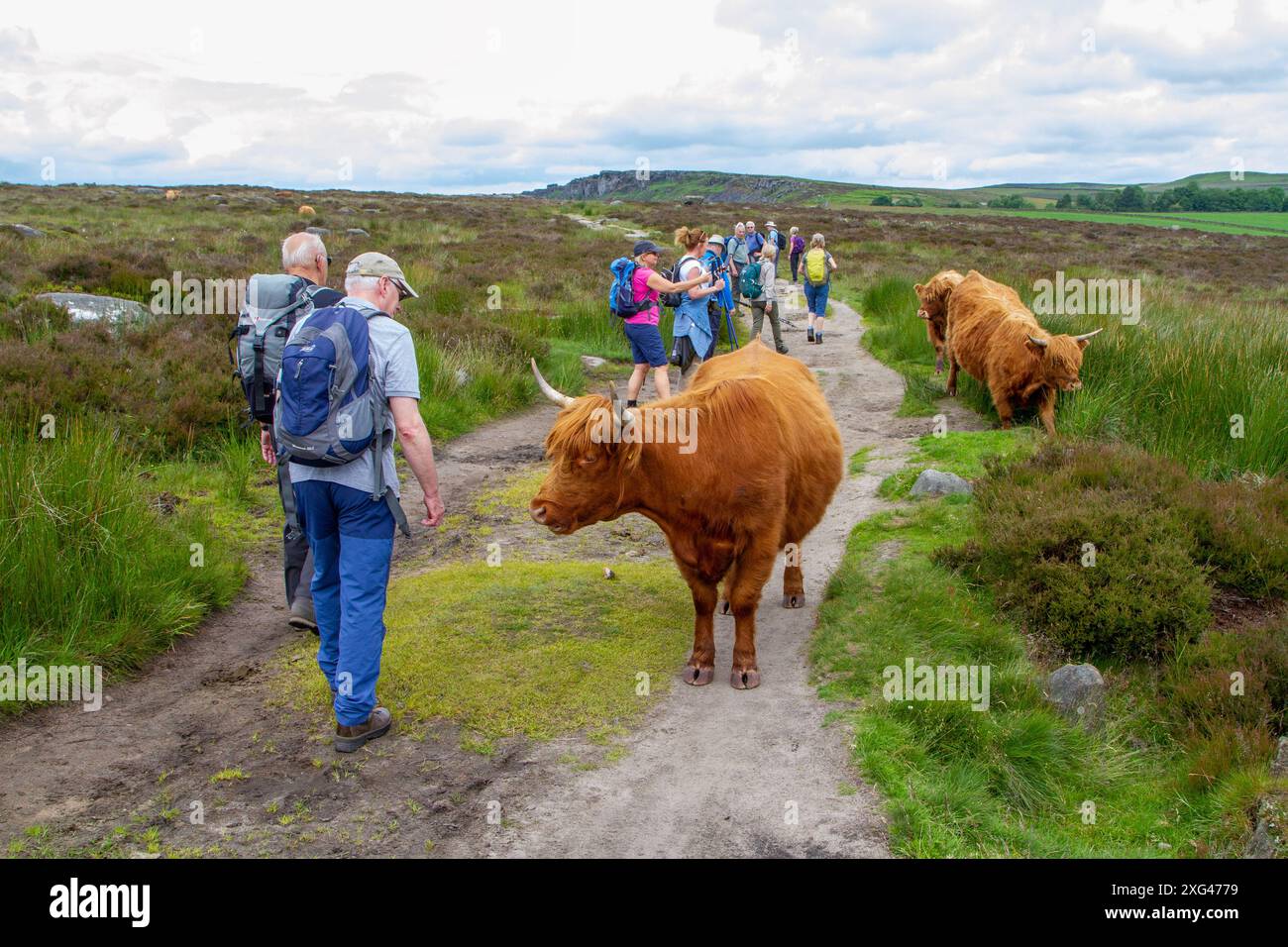 Gruppe von Wanderern, die durch eine Herde von Highland-Rindern im English Peak, District laufen, die für kontrolliertes Weiden auf dem Moor genutzt werden Stockfoto