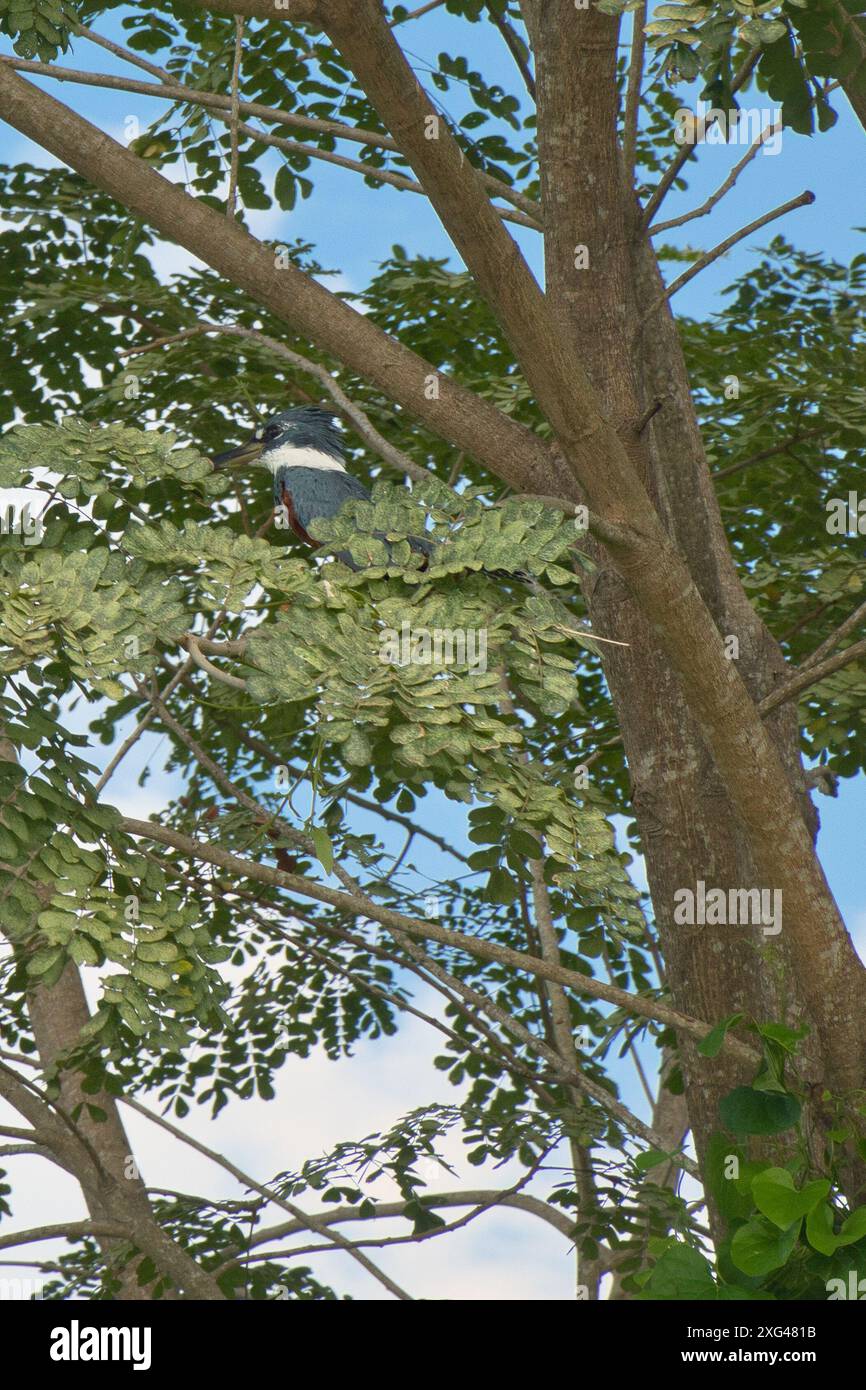Eisvogel hockt auf Bambus im Amazonas Rainforest Wetland Habitat Stockfoto