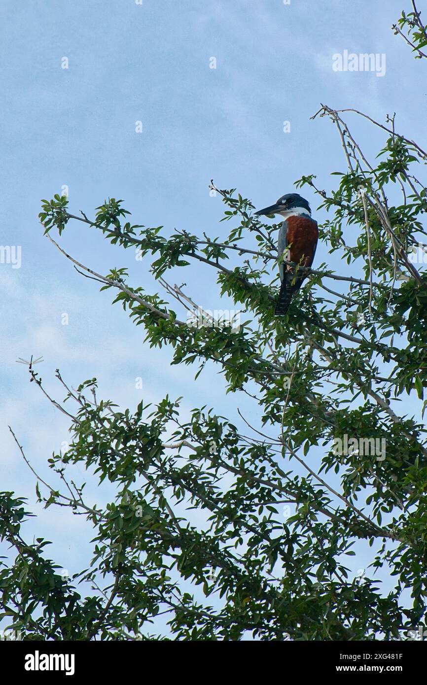 Eisvogel hockt auf Bambus im Amazonas Rainforest Wetland Habitat Stockfoto