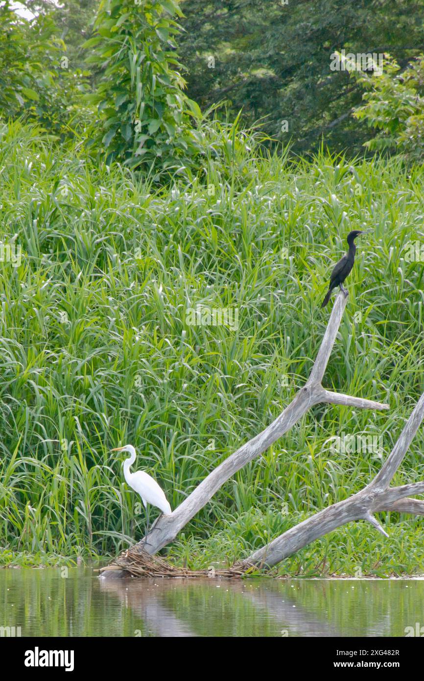 Weißer Reiher und Kormoran ruhen auf Treibholz im üppigen Amazonas-Regenwald Stockfoto