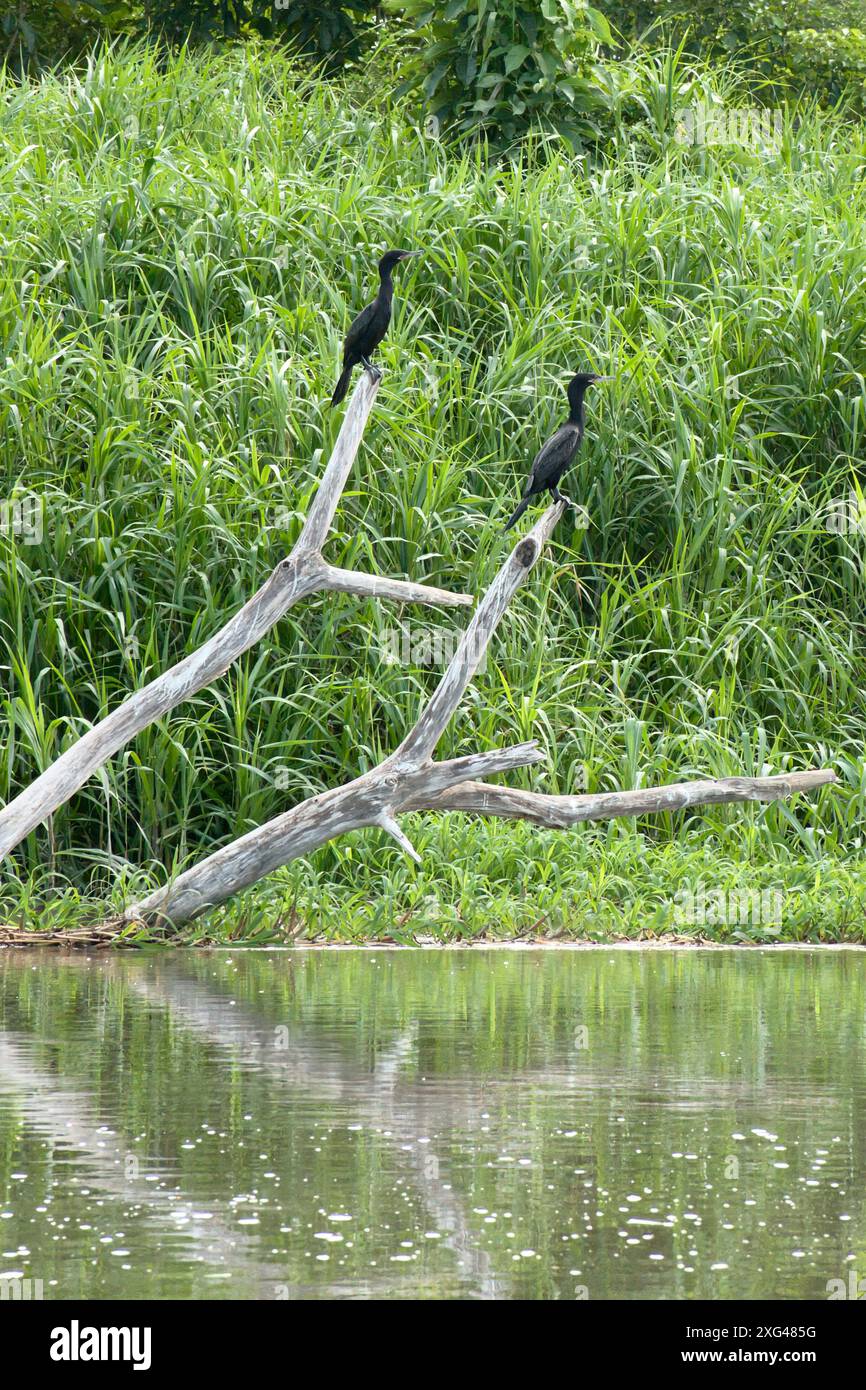 Zwei Kormorane ruhen auf Treibholz im üppigen Amazonas-Regenwald Stockfoto