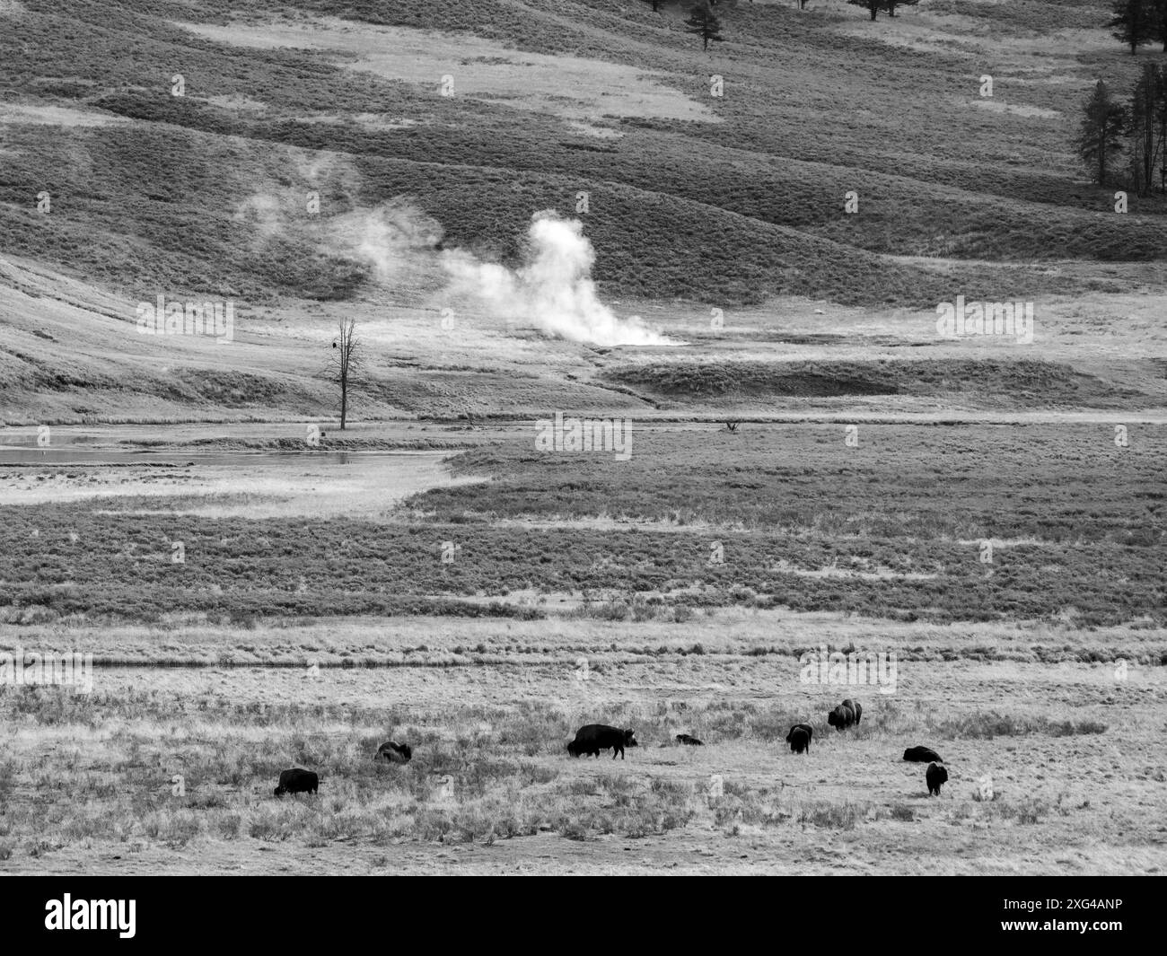 Bisons sind riesige, unglaublich mächtige Rinder, die aufgrund grausamer und unverzeihlicher Jagdpraktiken fast zum Aussterben gezwungen wurden Stockfoto