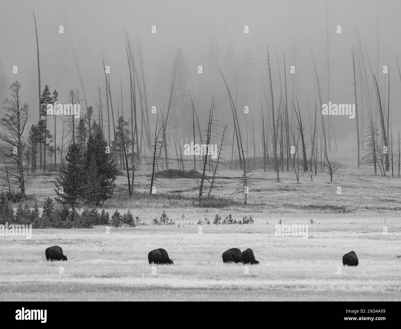Bisons sind riesige, unglaublich mächtige Rinder, die aufgrund grausamer und unverzeihlicher Jagdpraktiken fast zum Aussterben gezwungen wurden Stockfoto