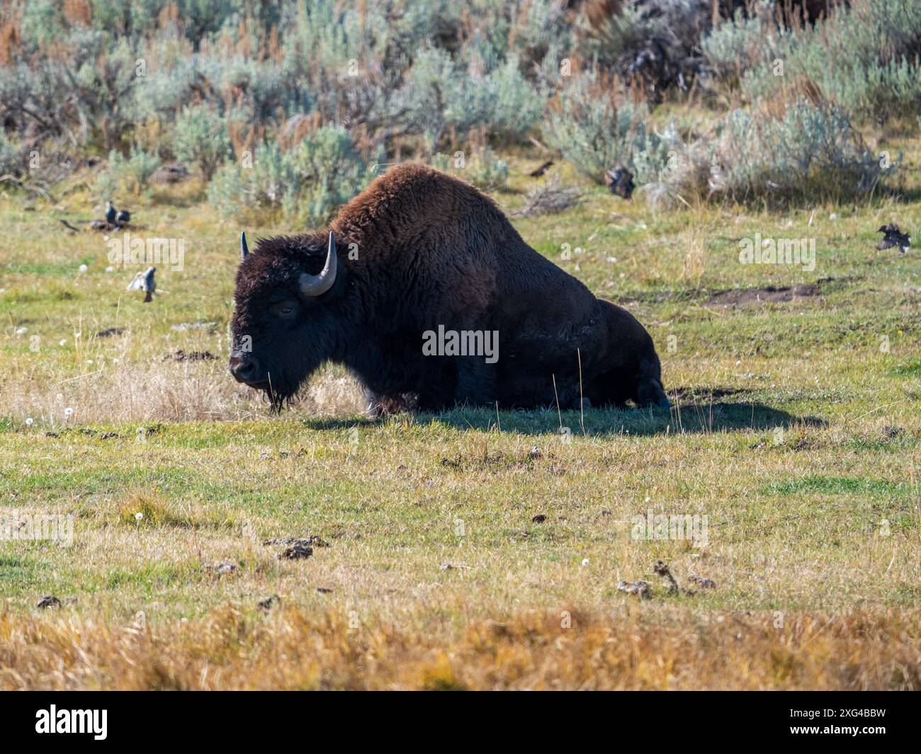 Bisons sind riesige, unglaublich mächtige Rinder, die aufgrund grausamer und unverzeihlicher Jagdpraktiken fast zum Aussterben gezwungen wurden Stockfoto