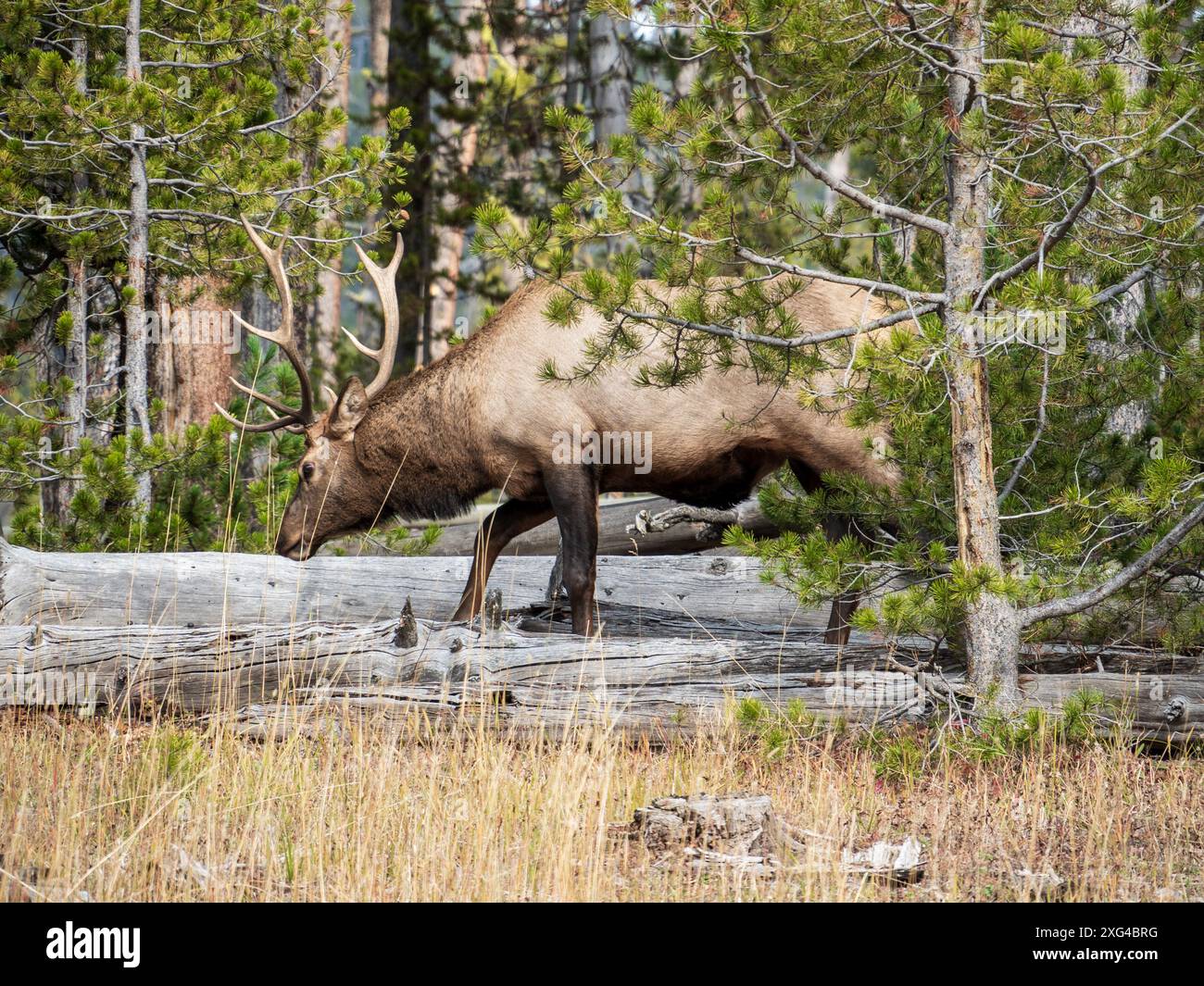 Elche sind ein häufiger Ort im Yellowstone National Park und ihre majestätische Präsenz ist ein willkommener Anblick für eine Stadt Stockfoto