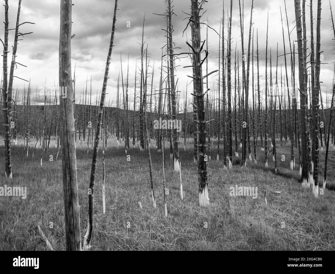 Der Yellowstone-Nationalpark und die Gegend direkt hinter den Toren ist wunderschön und unberührtes Gebiet Stockfoto