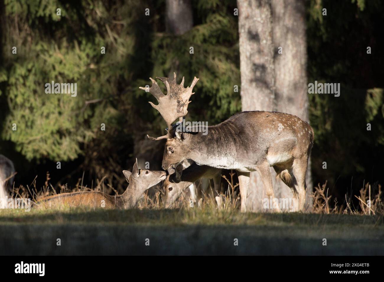 Damwild im Herbst Damwild Damhirsche im Herbst *** Damhirsch Damhirsch Damhirsch im Herbst Stockfoto