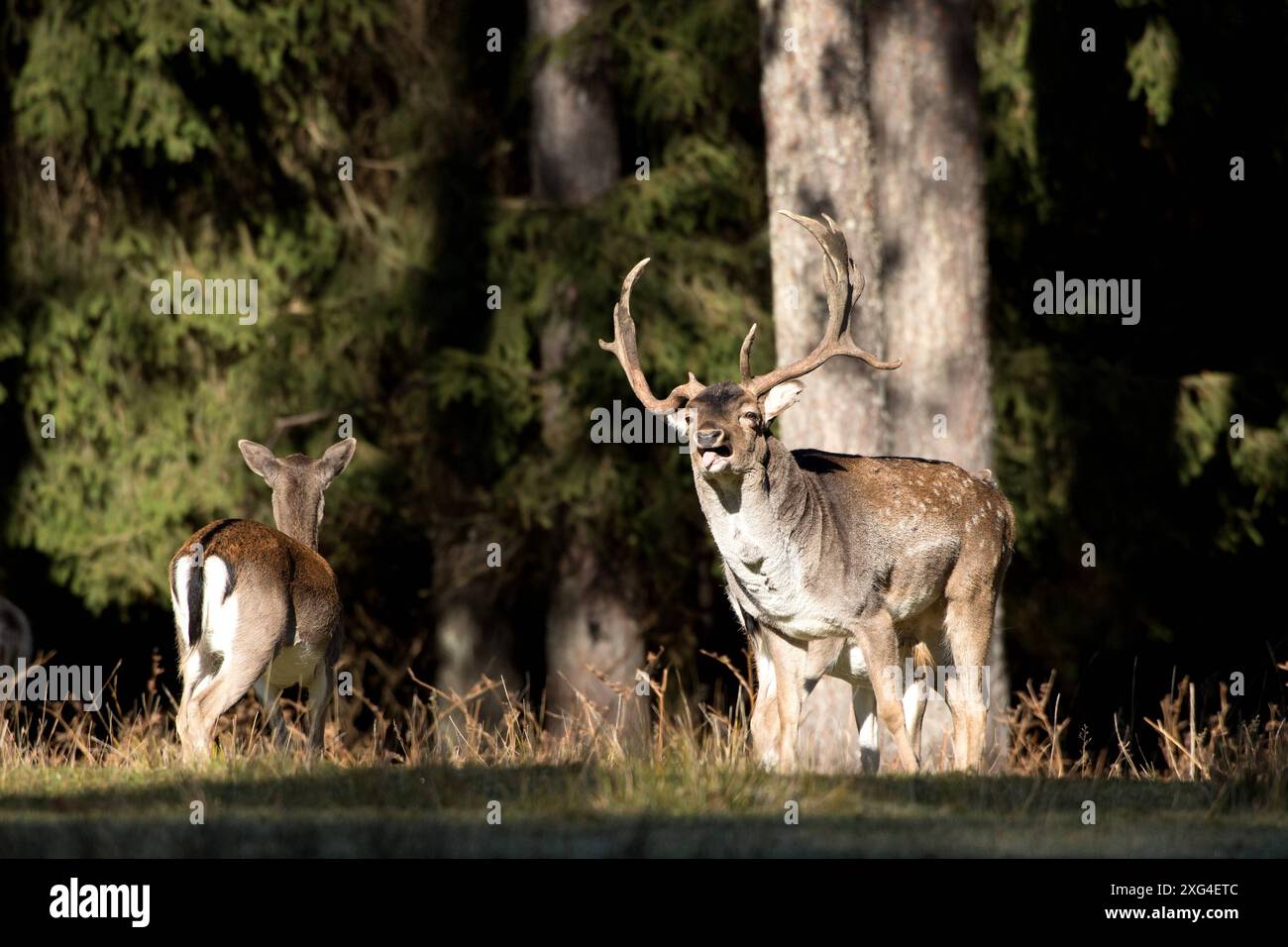 Damwild im Herbst Damwild Damhirsche im Herbst *** Damhirsch Damhirsch Damhirsch im Herbst Stockfoto